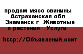продам мясо свинины - Астраханская обл., Знаменск г. Животные и растения » Услуги   